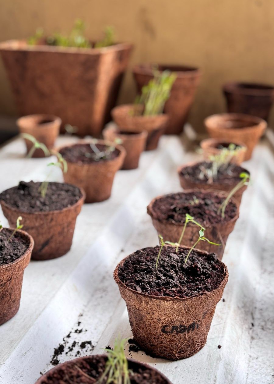 Dwico – eco-friendly pot1