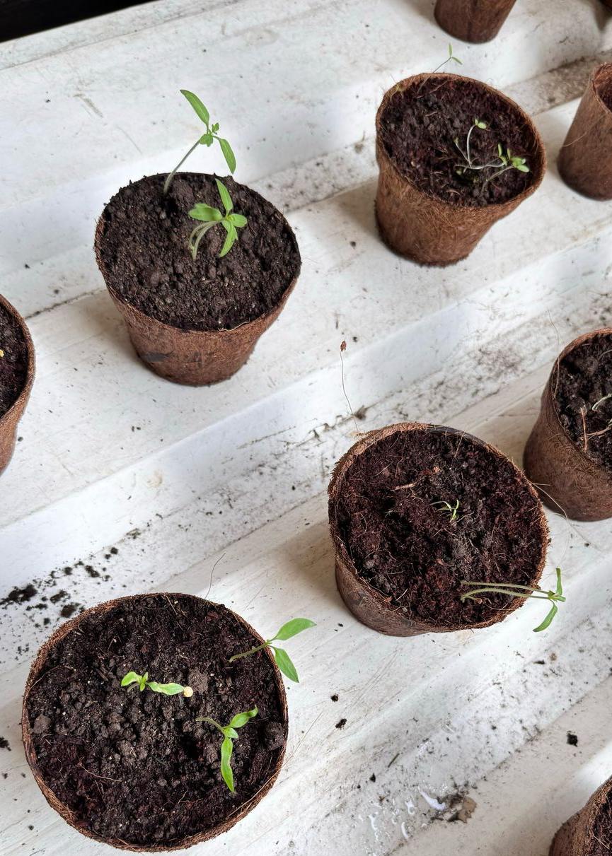 Dwico – eco-friendly pot3