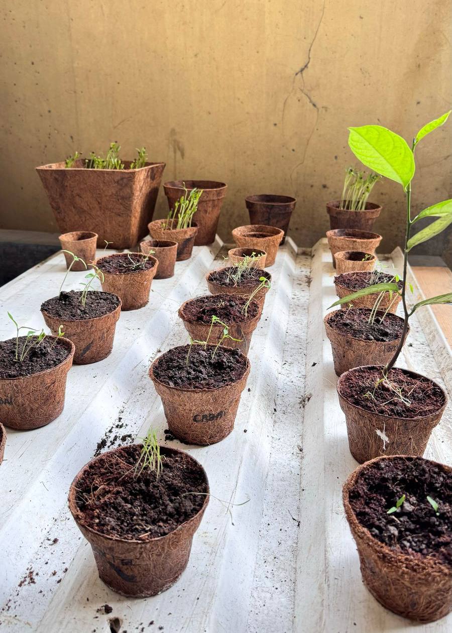 Dwico – eco-friendly pot4