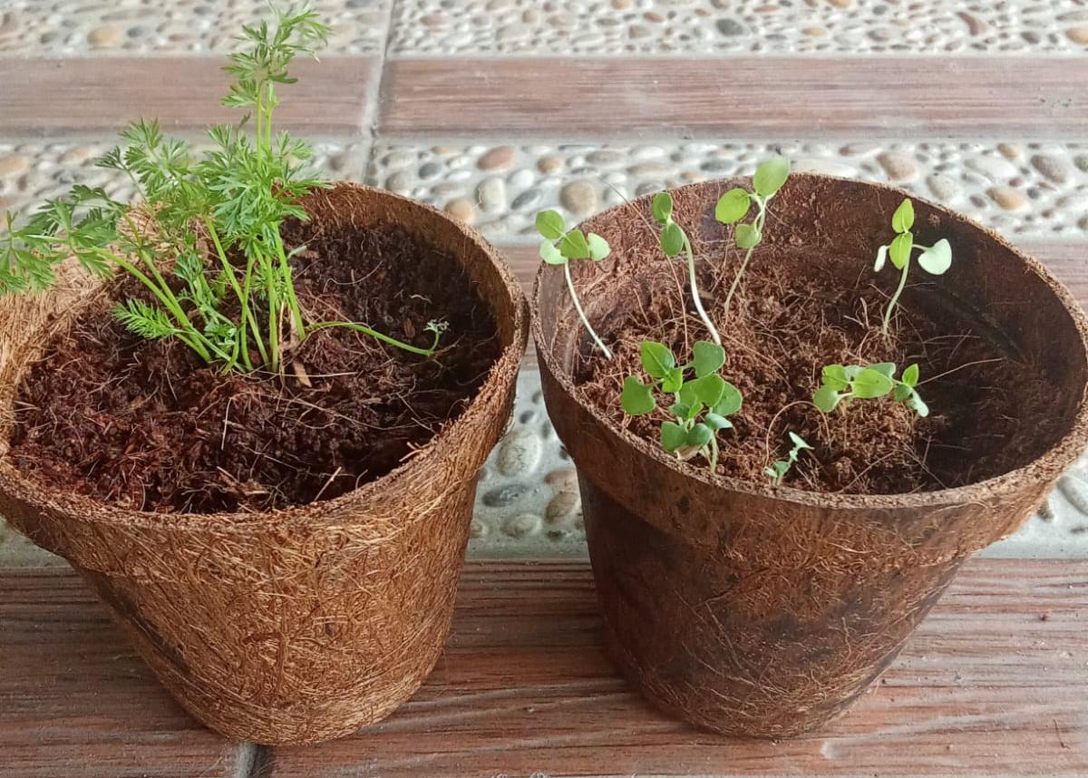 Dwico - eco-friendly pot5