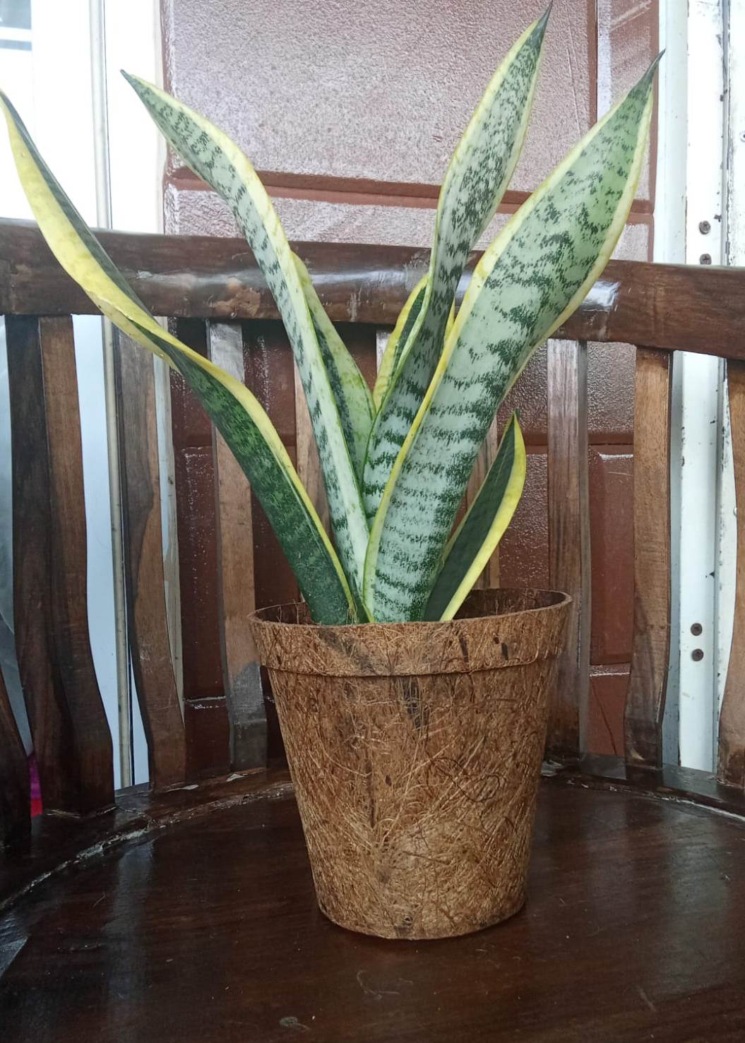 Dwico – eco-friendly pot8